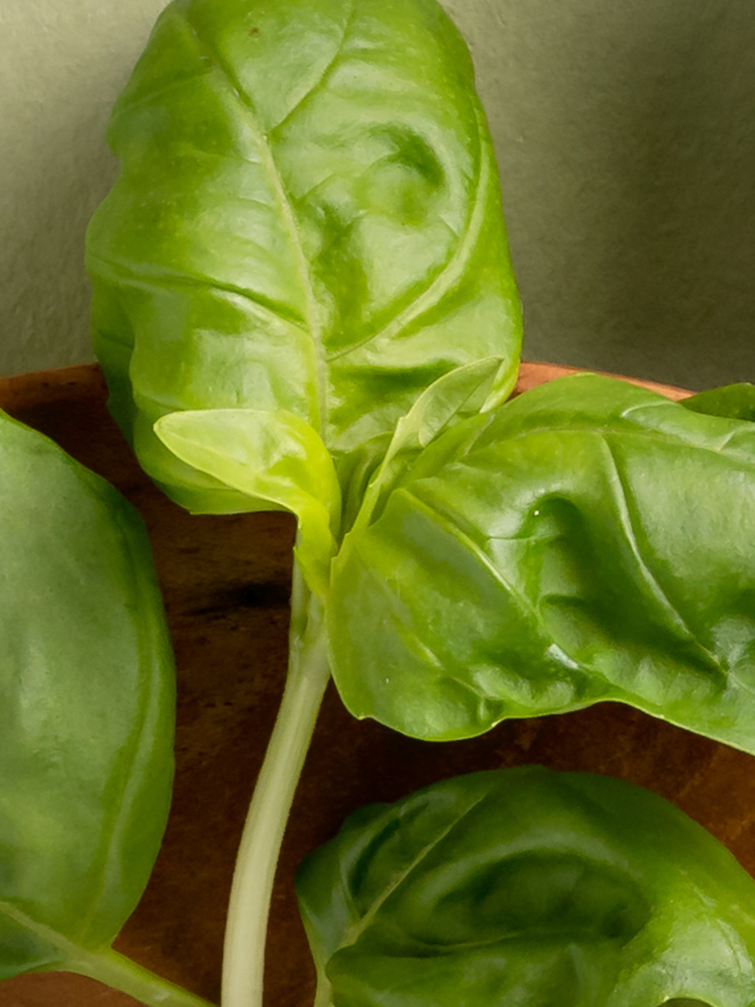 Neroli Basil - Fresh Space Made Simple