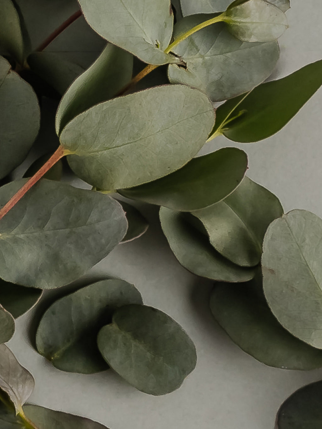 Eucalyptus - Freshness at Home