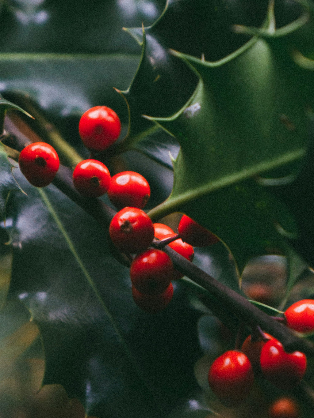 Mistletoe Kiss - The Smart Scent
