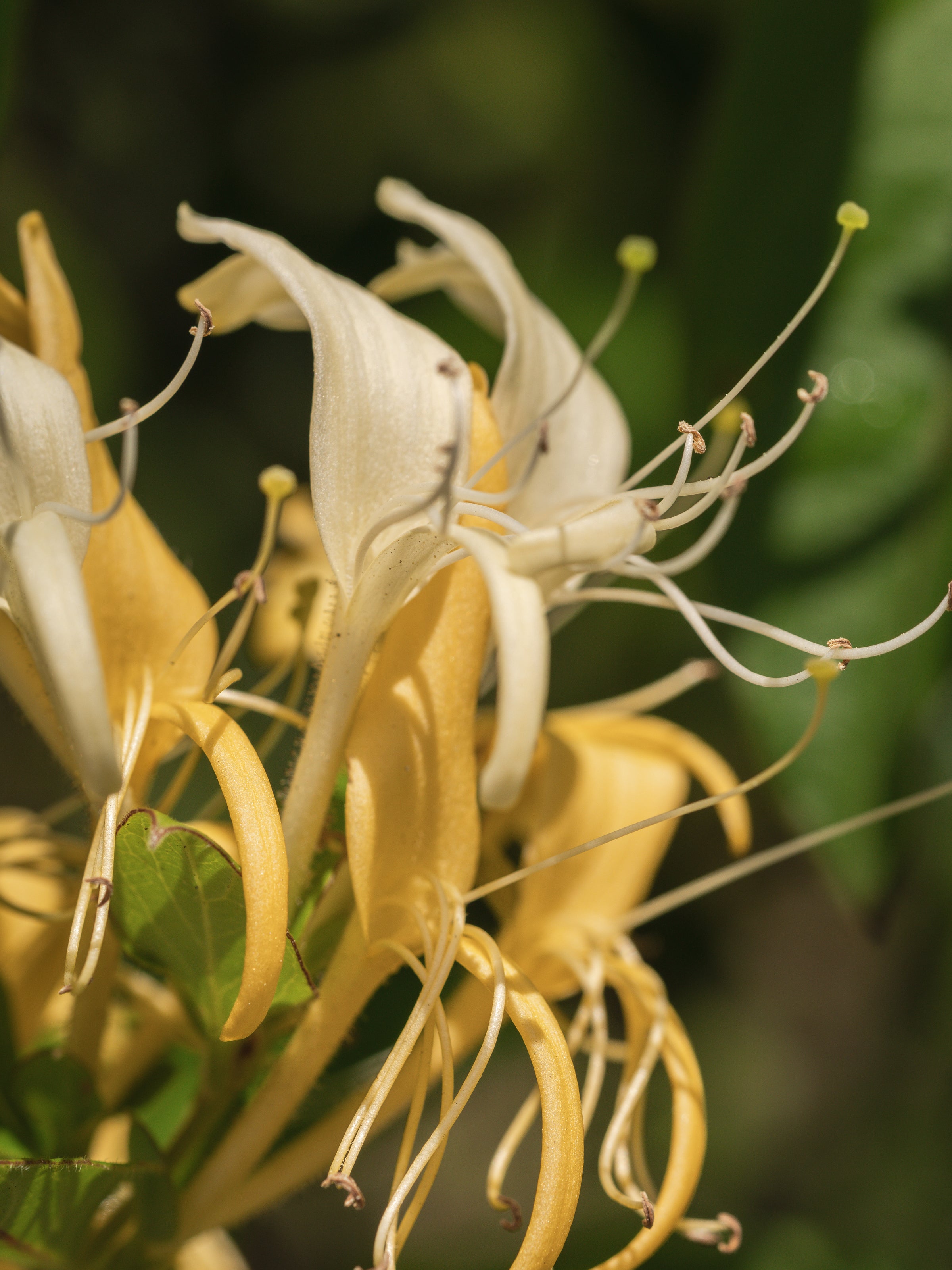 Wild Honeysuckle - Fragrance for Guests