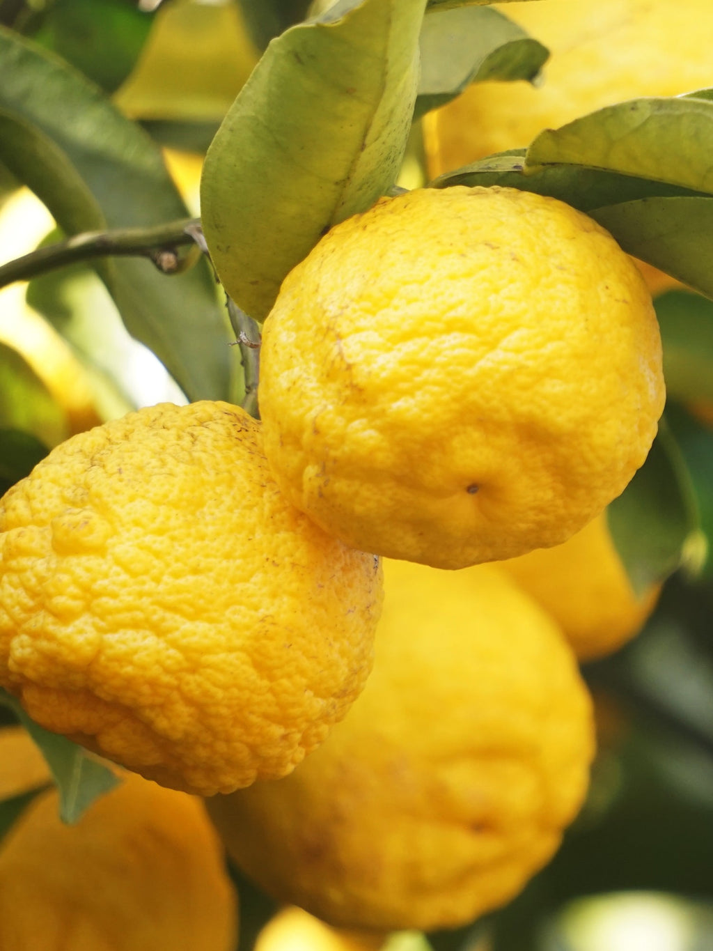 Sunlit Yuzu & Neroli - Freshen Your Space