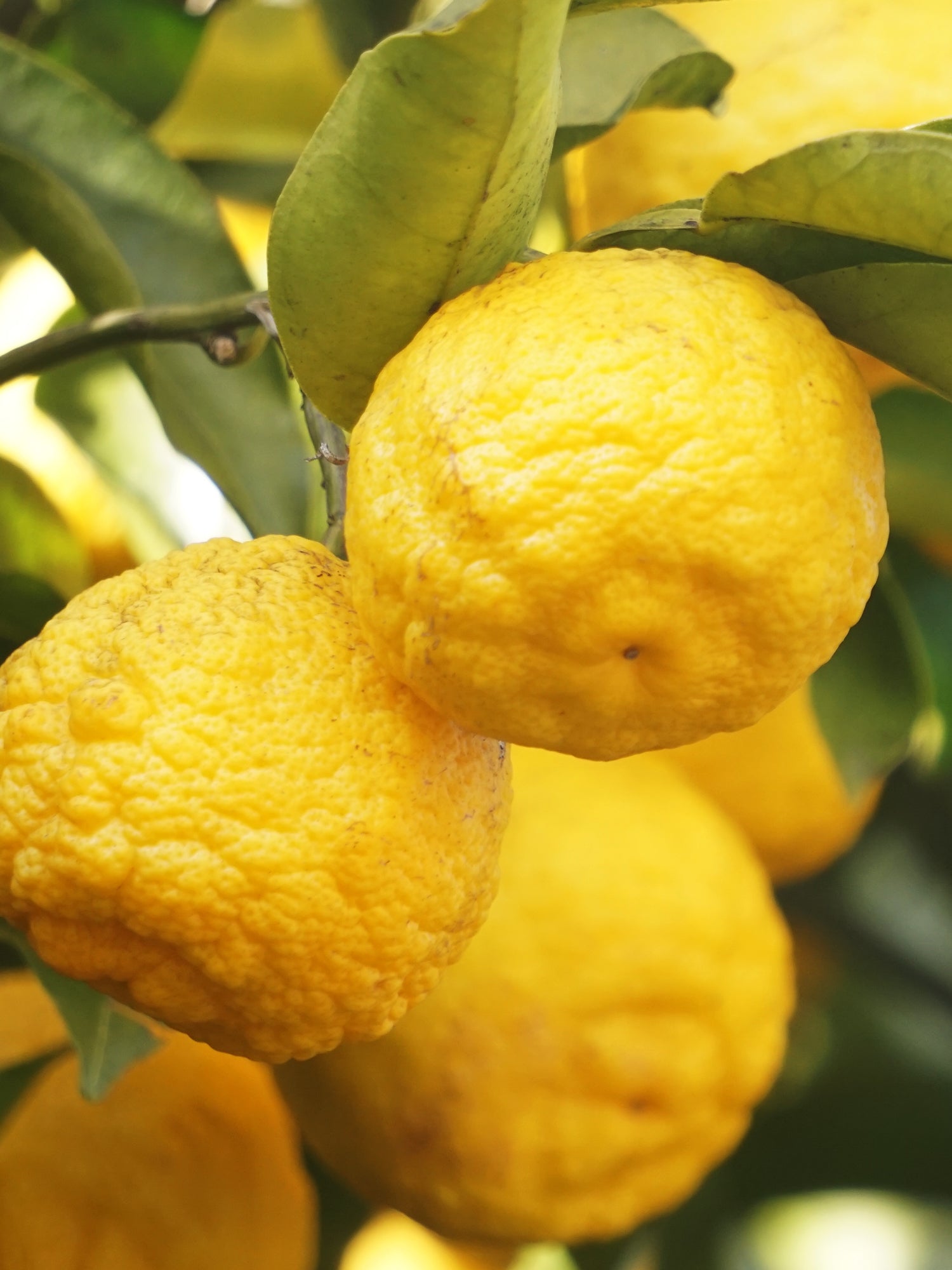 Sunlit Yuzu & Neroli - Freshen Your Space