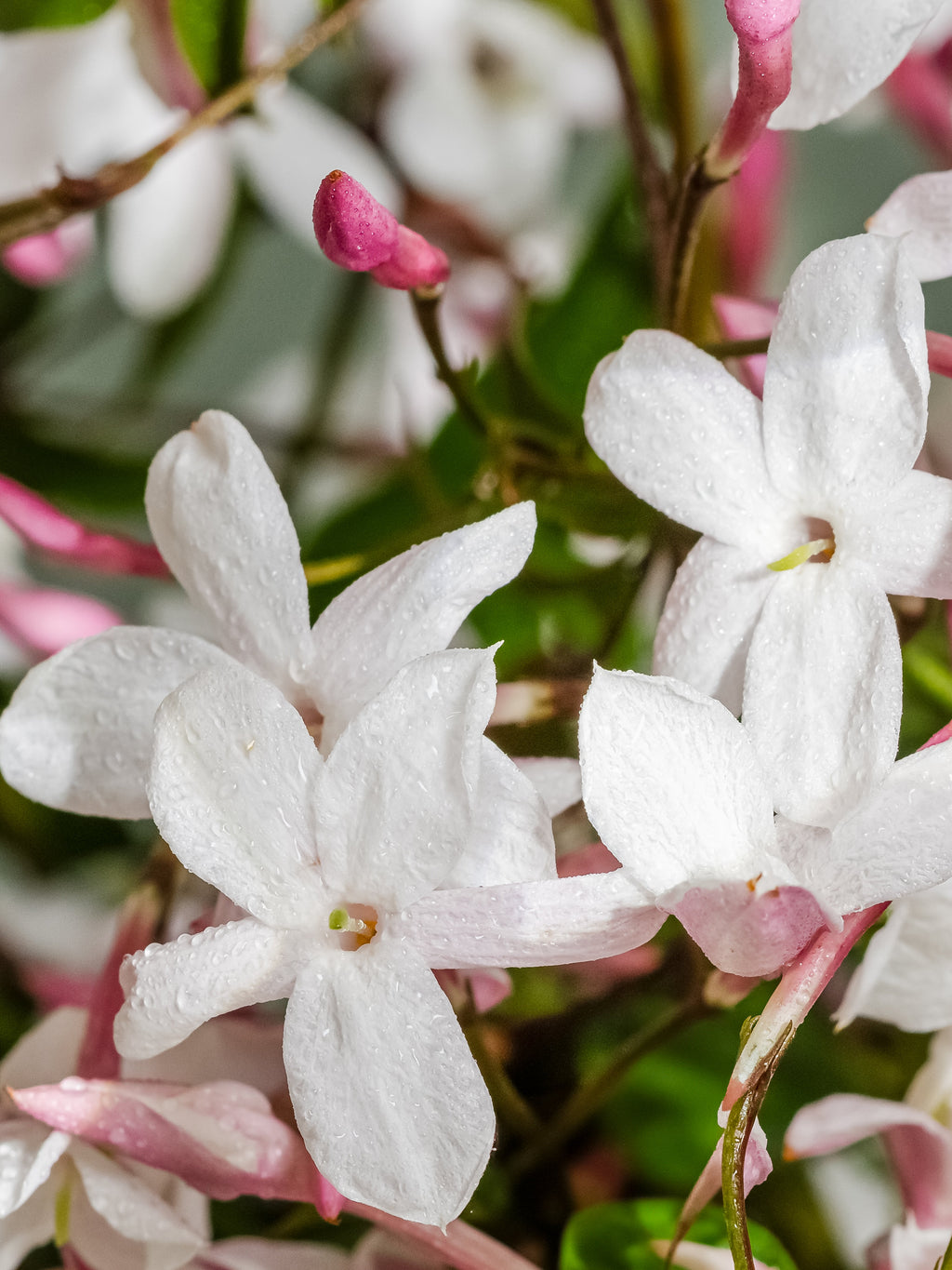 Flowering Currant - Scent Refresh Daily