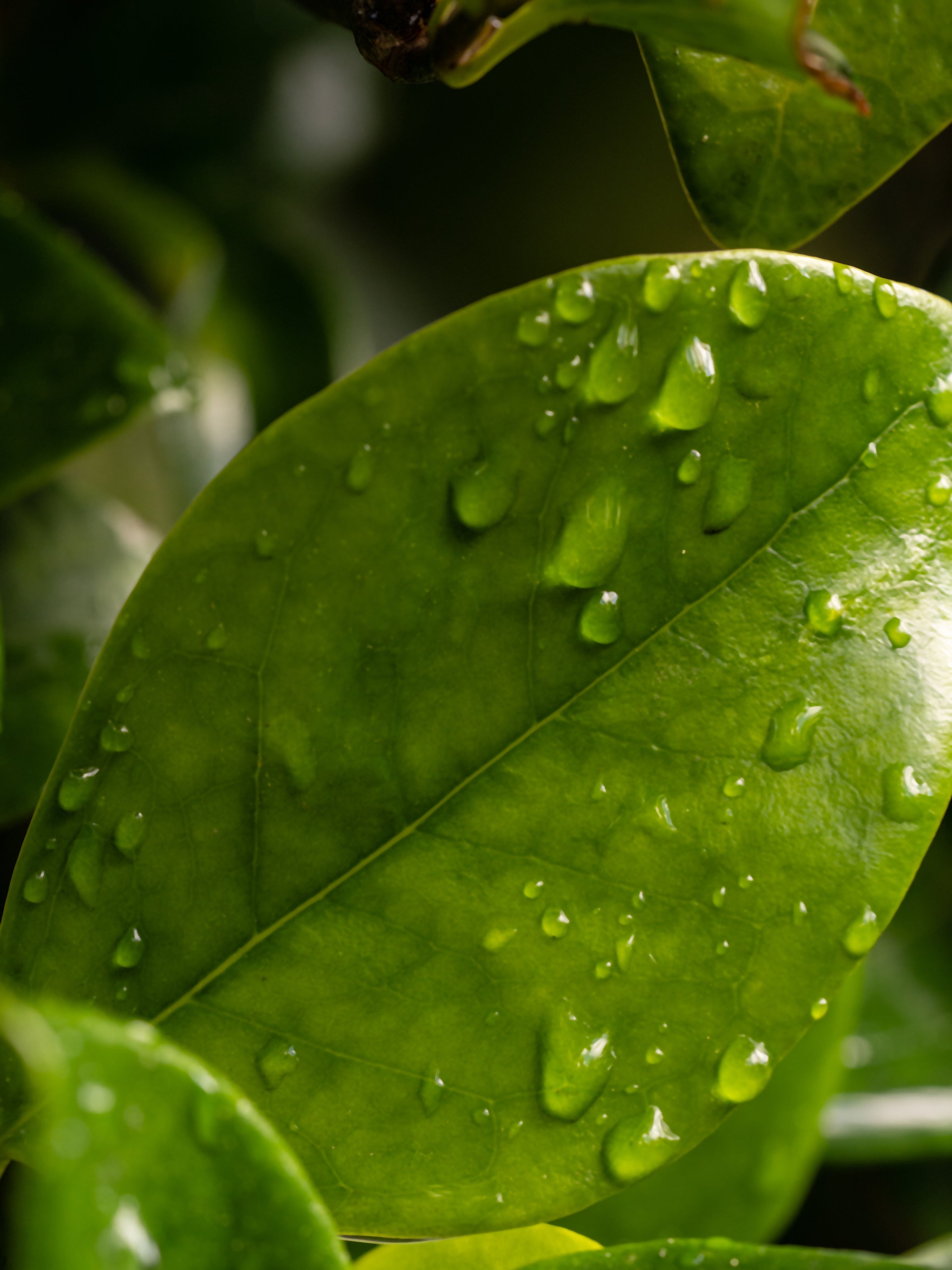 Citrus Leaves - Made for Pura