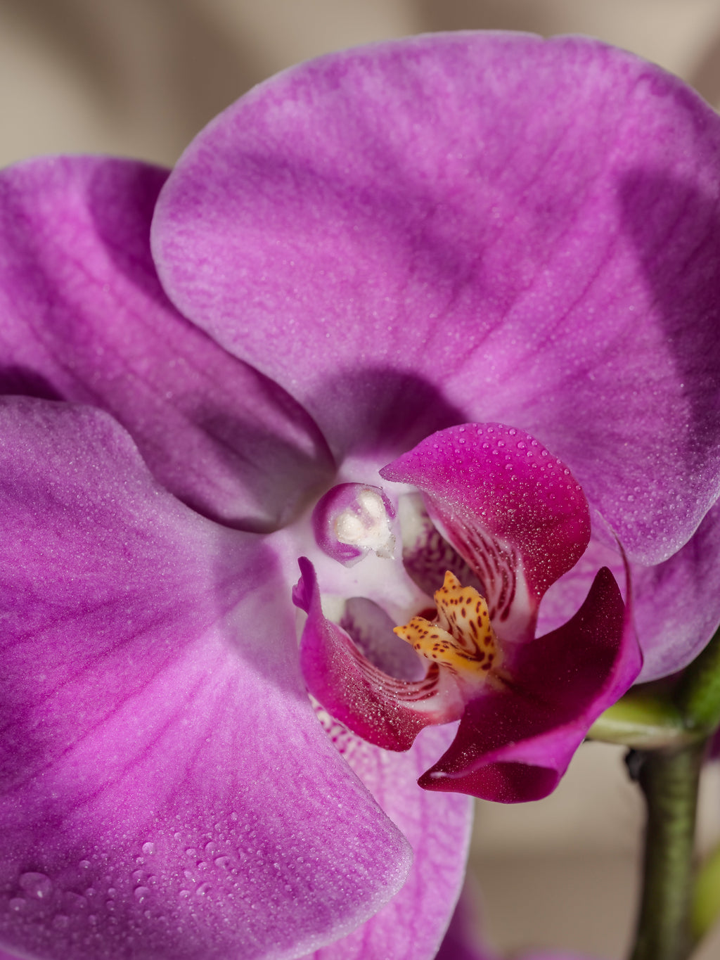 Aloha Orchid - Scent Every Corner