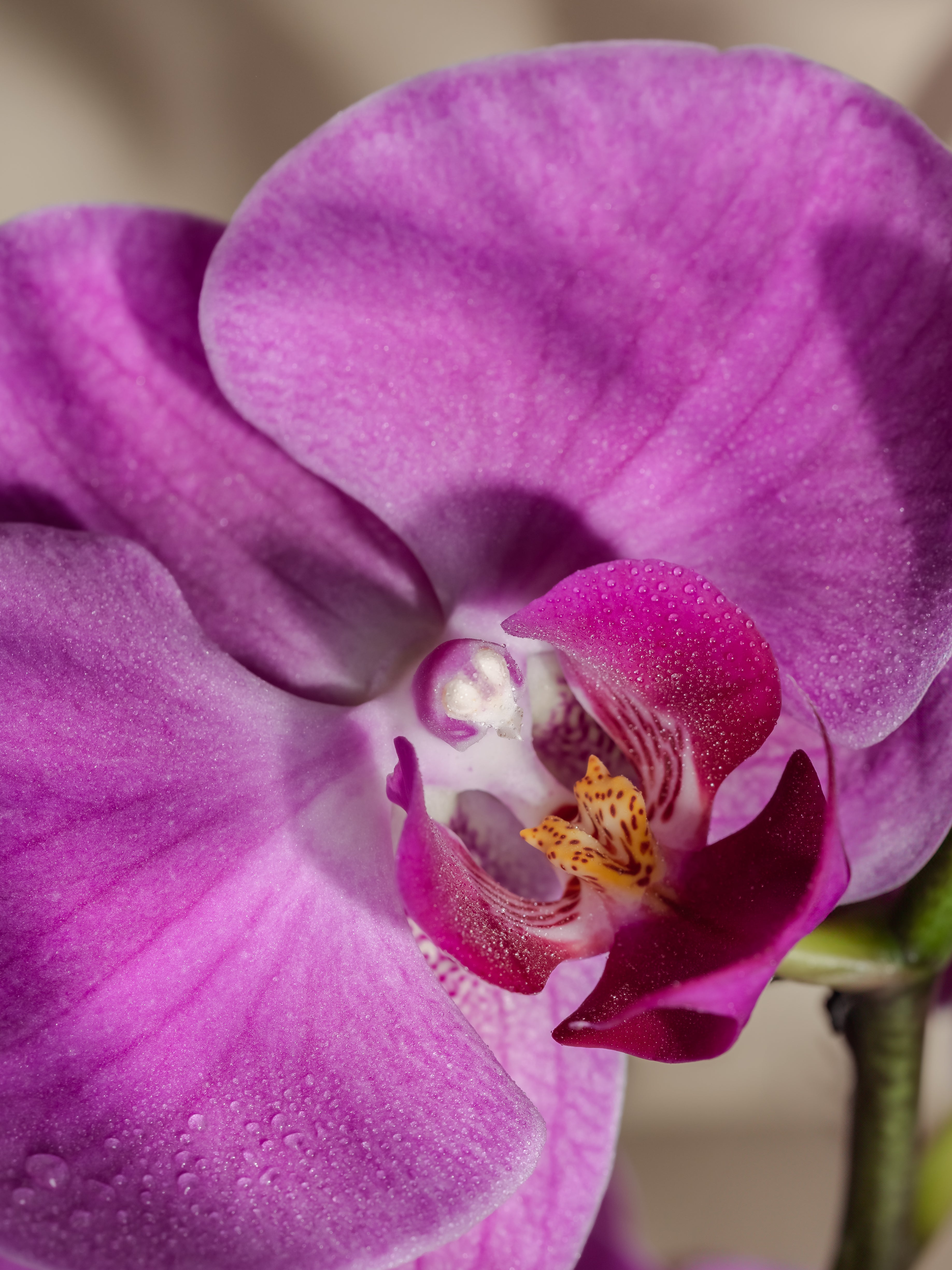Aloha Orchid - Scent Every Corner
