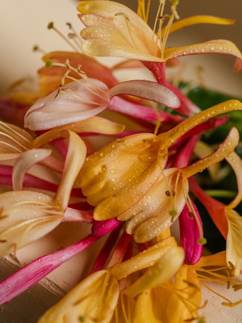Honeysuckle - Pura with Style