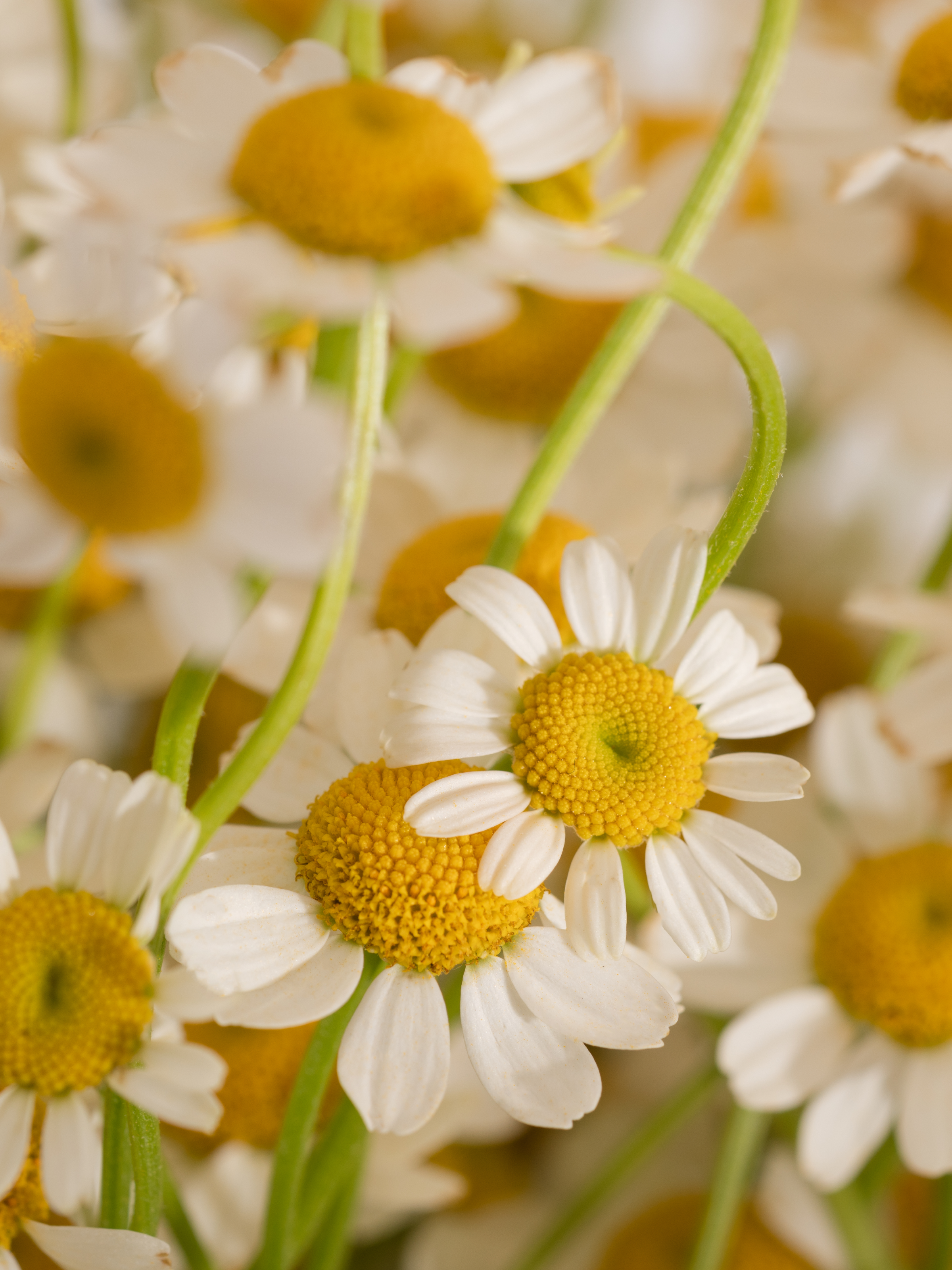 Chamomile Lavender - Made for Freshness