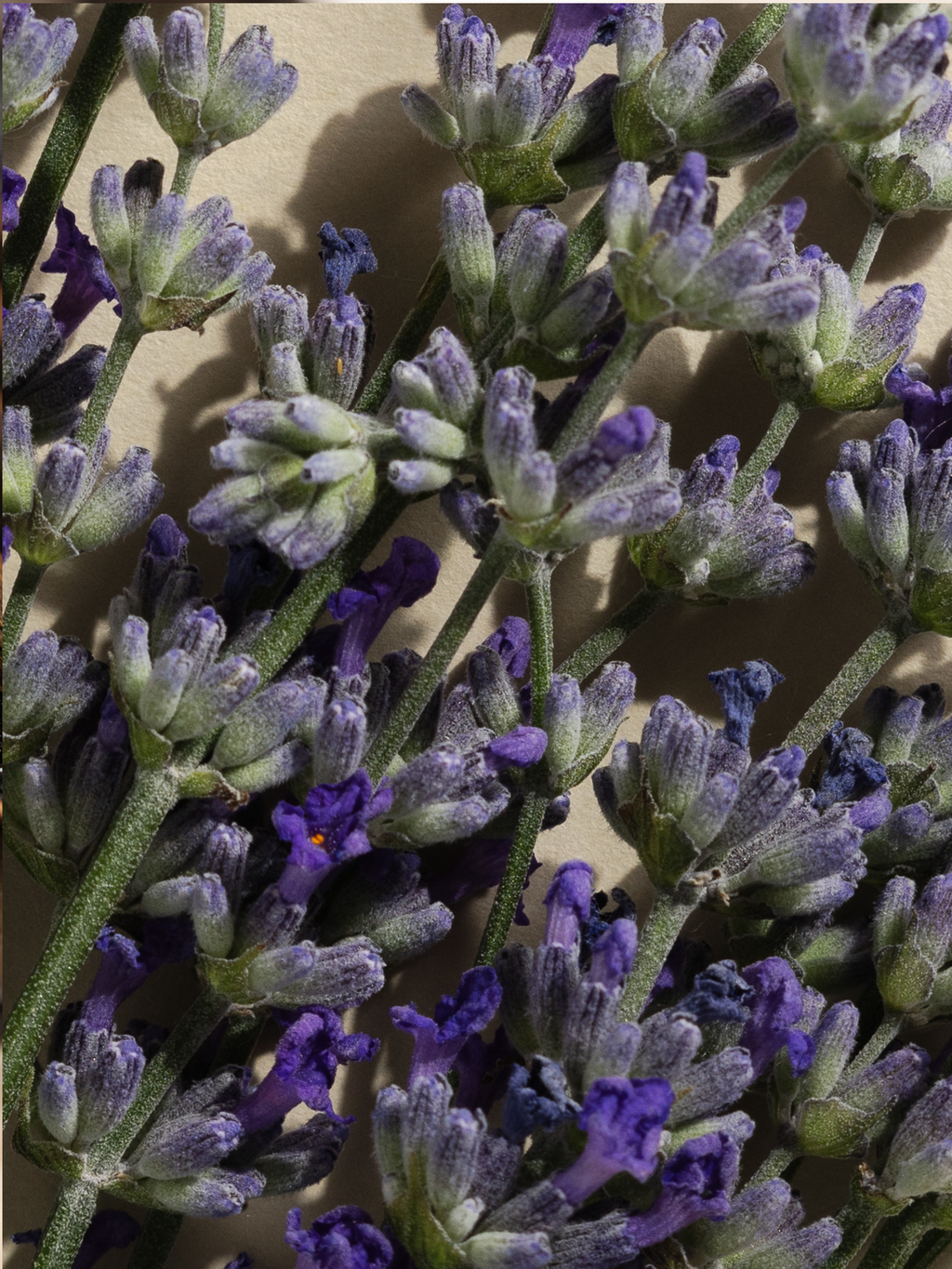 Lavender Balsam - The Home Scent