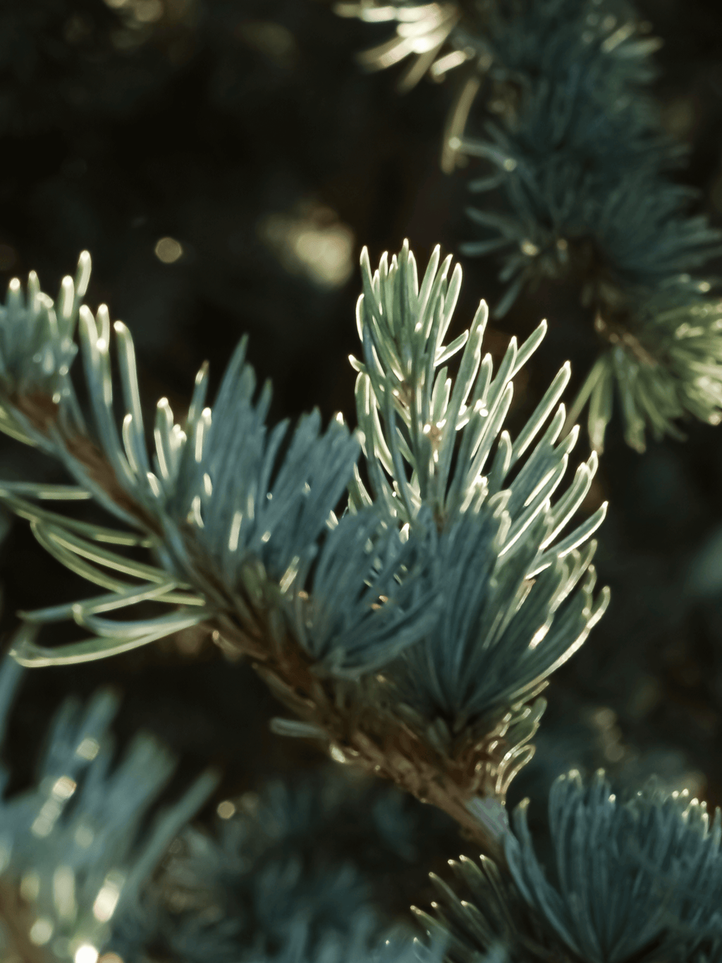 Spruce in Mist - Fresh Home Daily