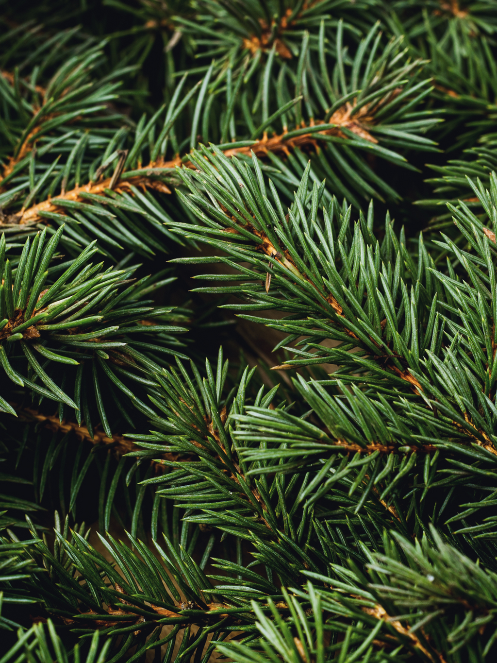 Swiss Pine & Eucalyptus - Your Pura Routine