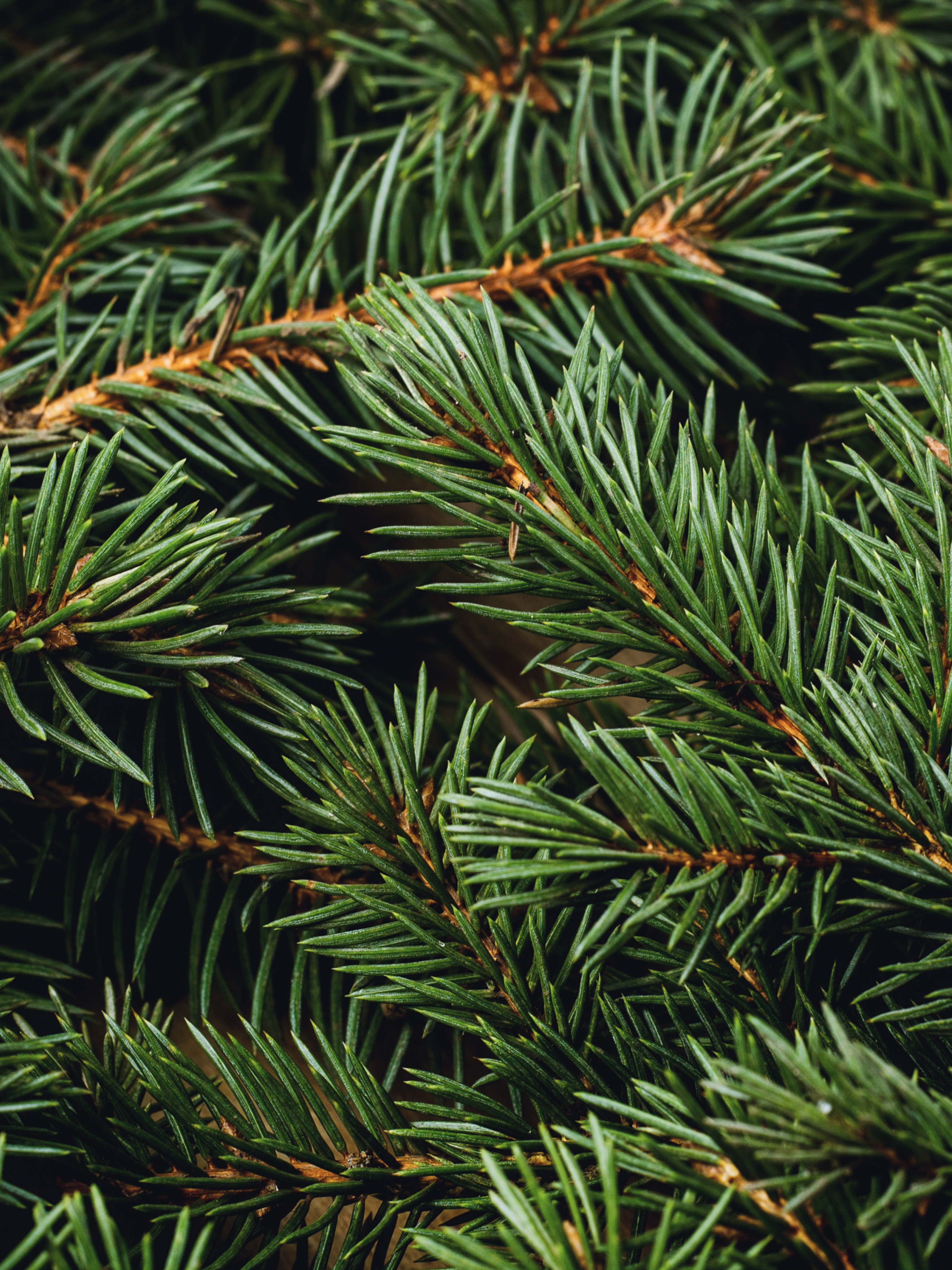 Swiss Pine & Eucalyptus - Your Pura Routine