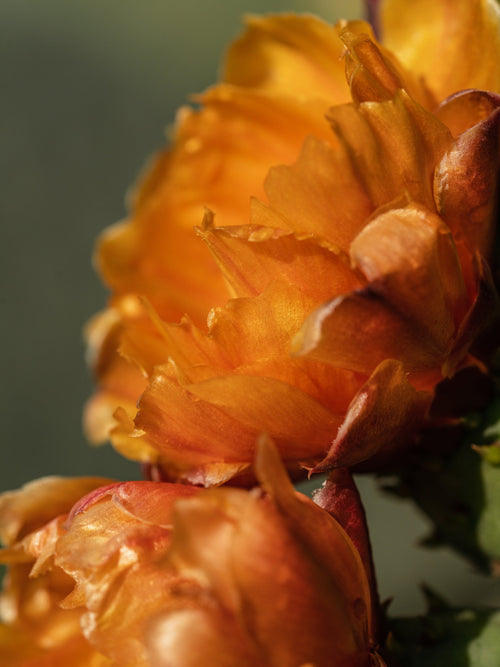 Cactus Flower - Set the Room