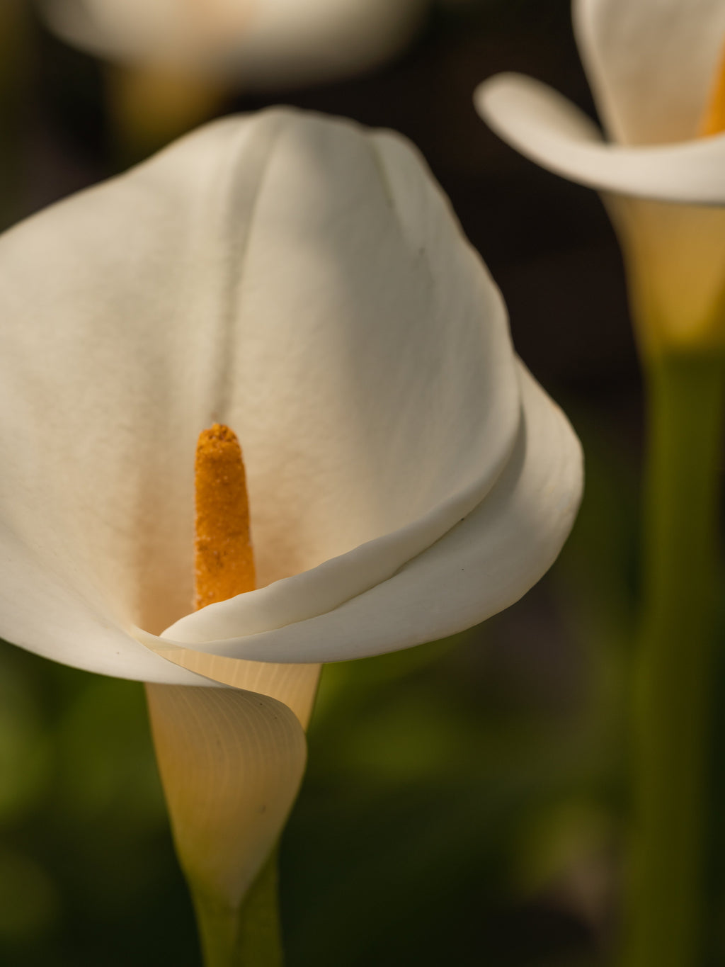 White Flower No. 42 - Pura Mood Ready