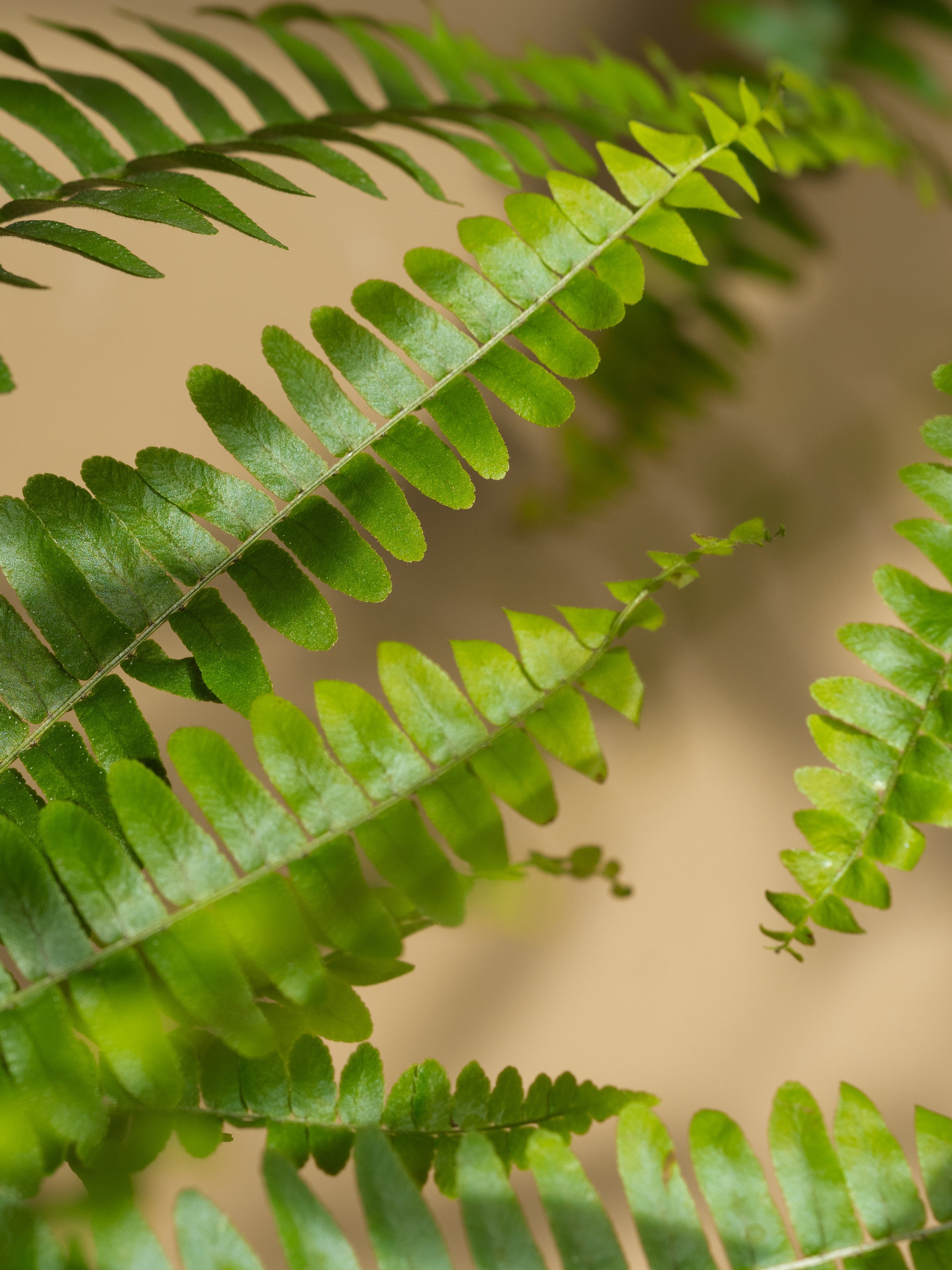 Fern Moss - Modern Space Style