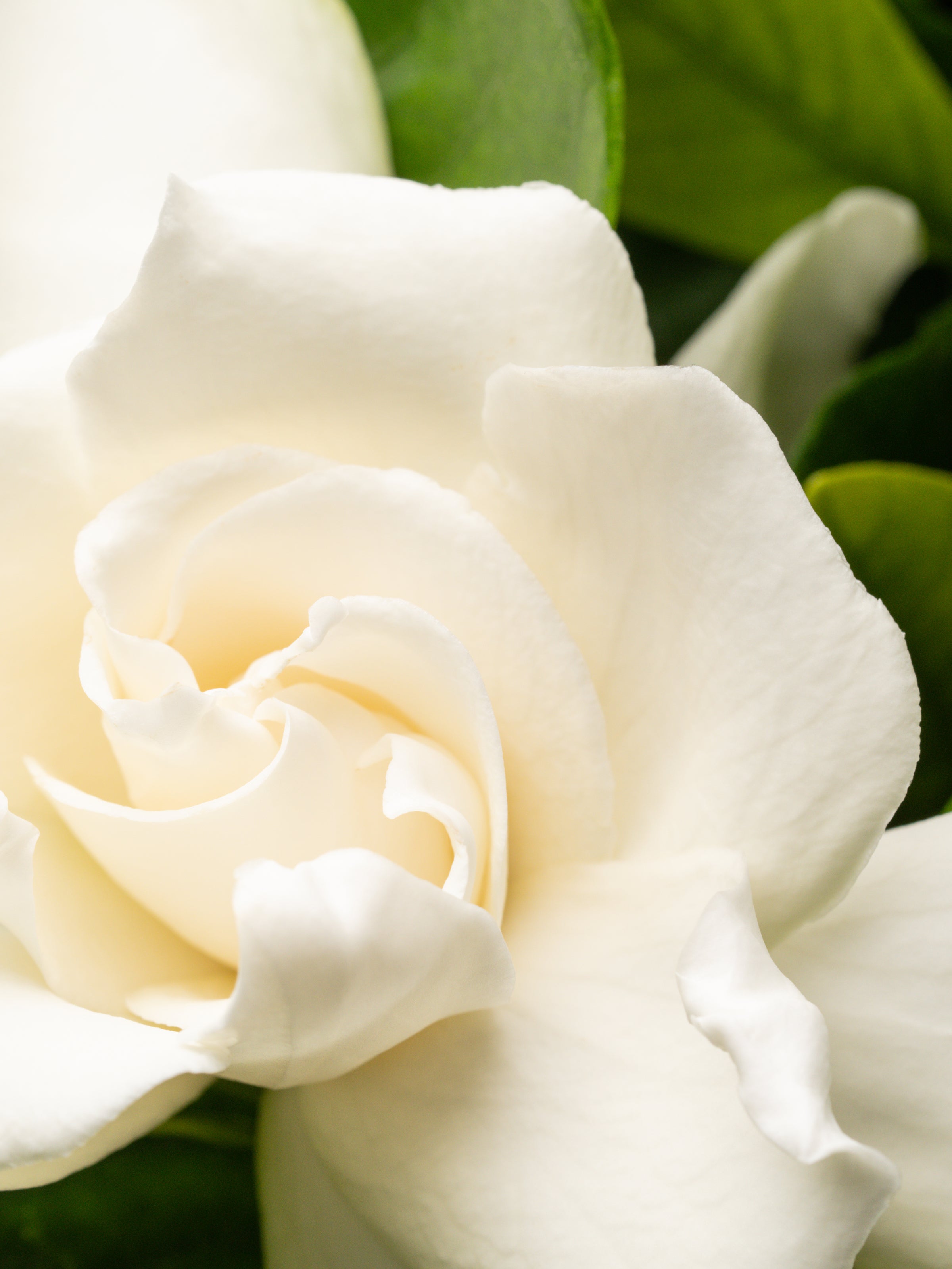 Night Gardenia - Home Feels Fresh