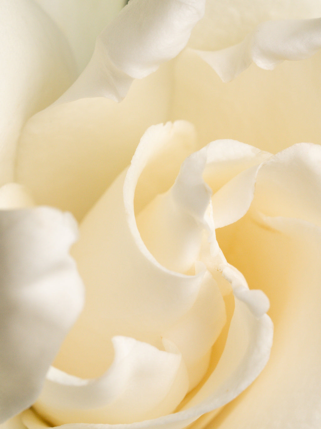 Fresh Cut Gardenia - Fragrance for Weekends