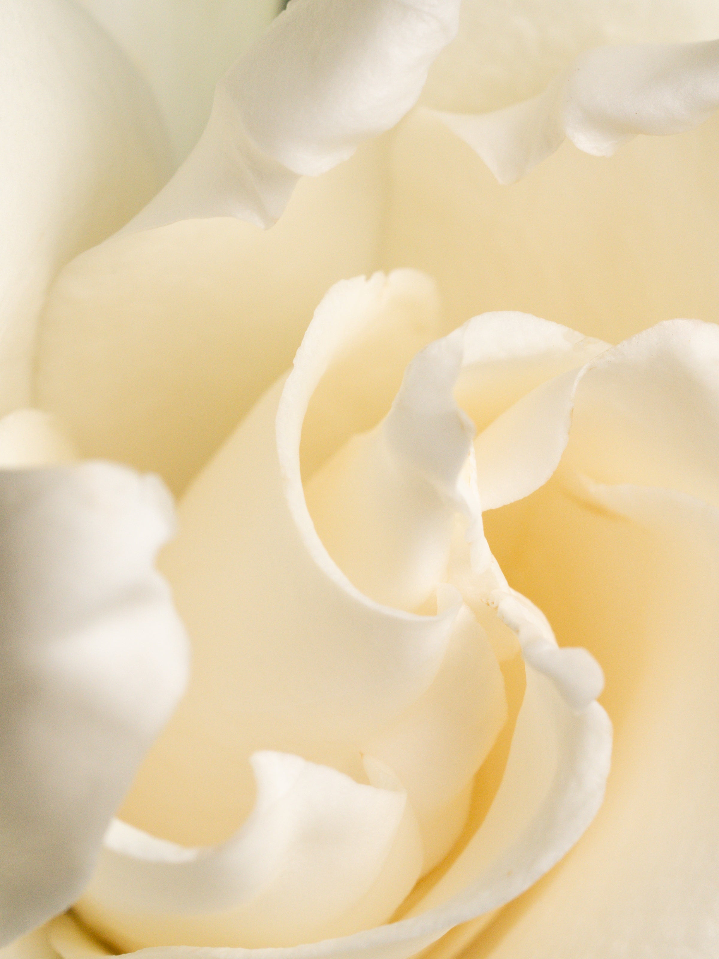 Fresh Cut Gardenia - Fragrance for Weekends
