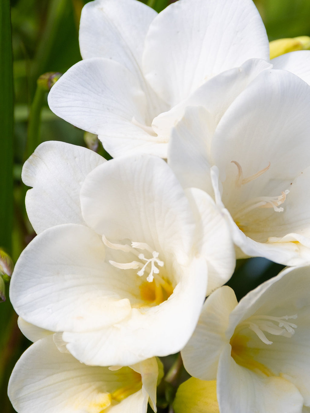 Lost in Amalfi - Signature Daily Scent