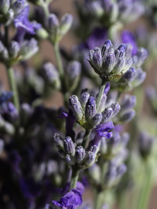 Cedar Leaf & Lavender - Scent Your Evening