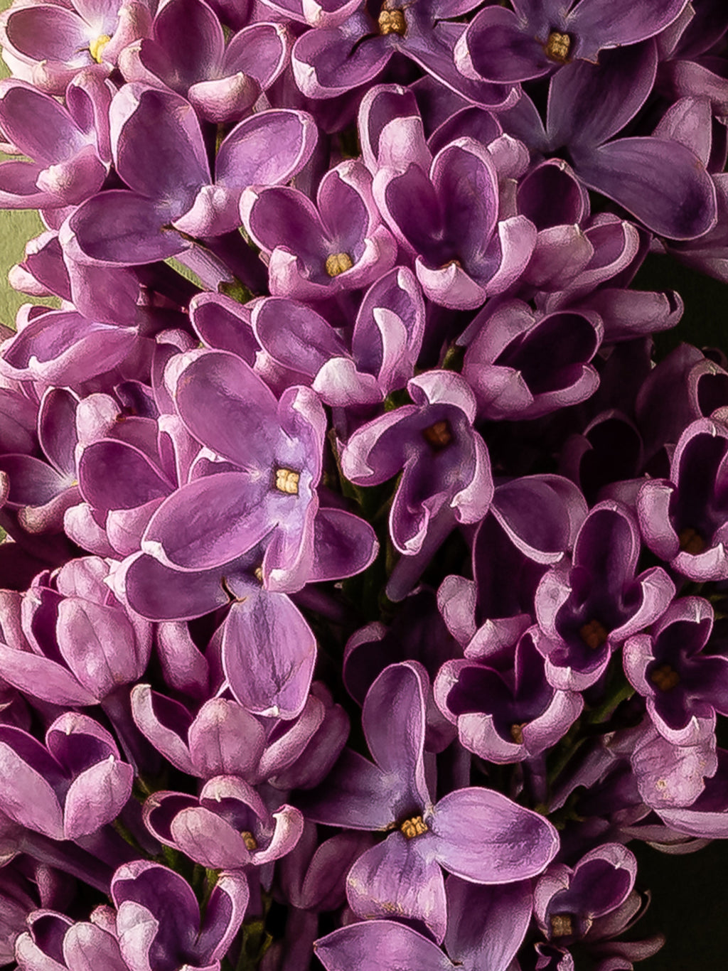 French Lilac - Everyday Home Scent