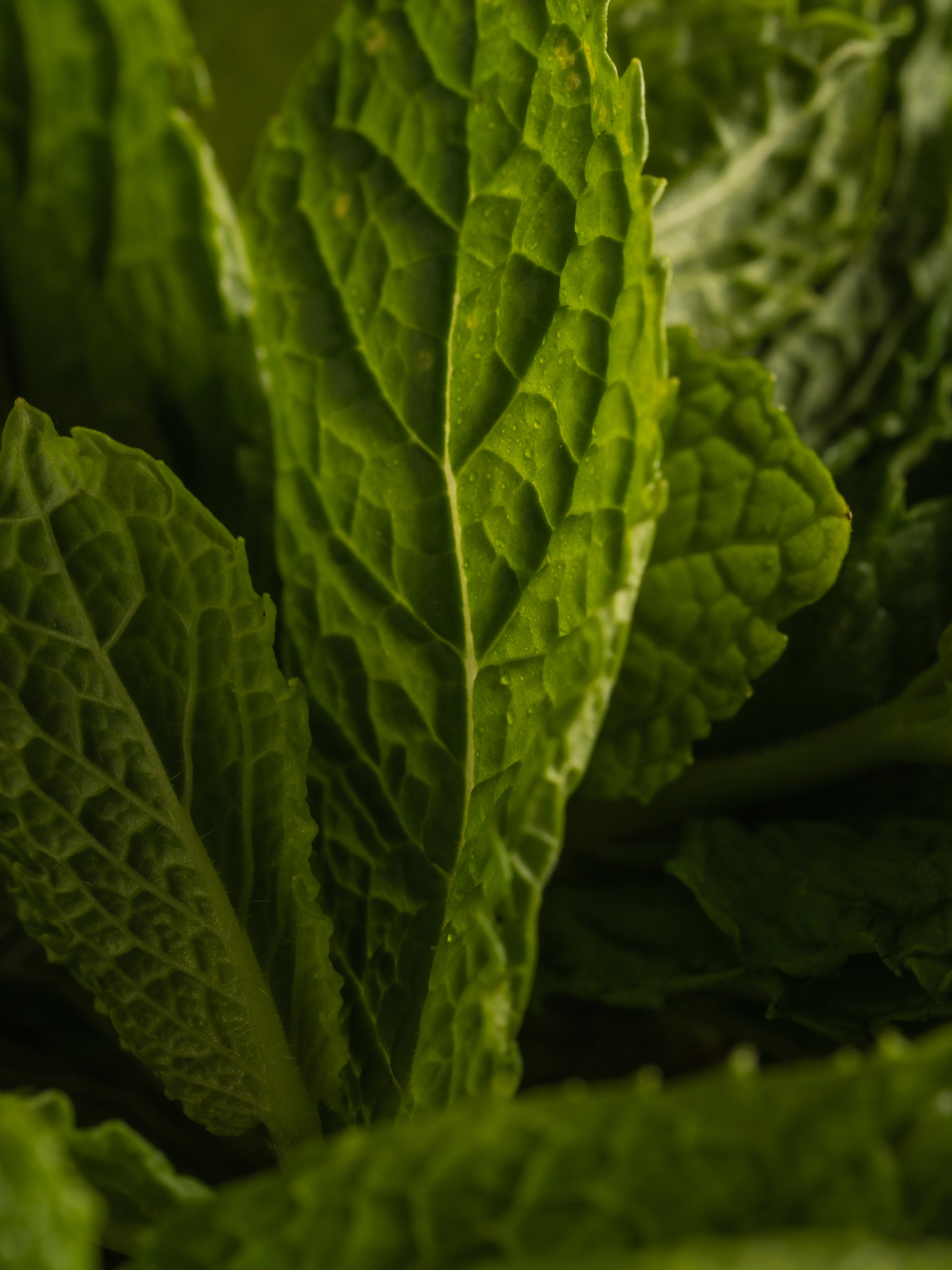 Mint Leaves - Pura Every Corner