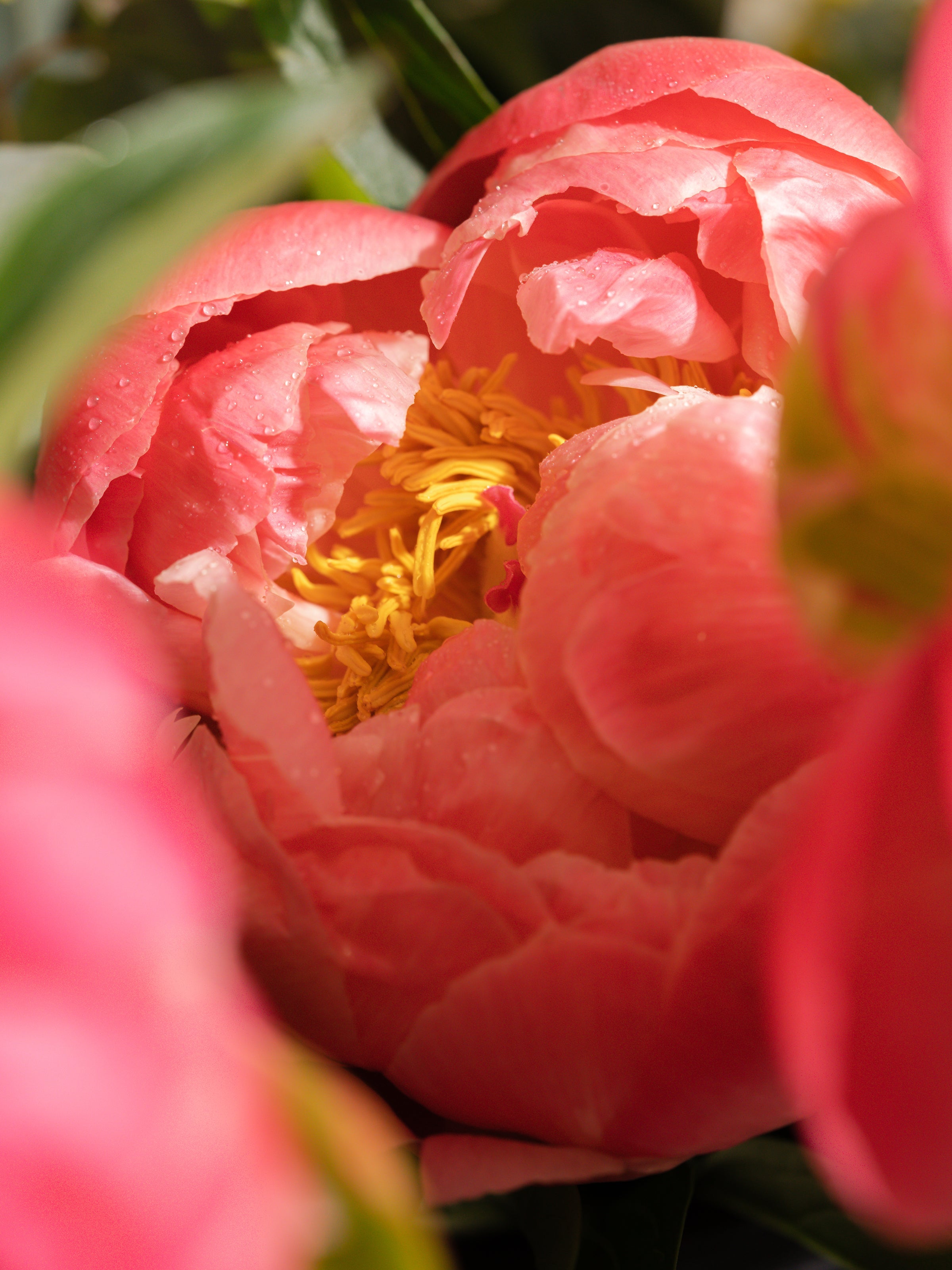 Santal Blush - Made for Your Routine