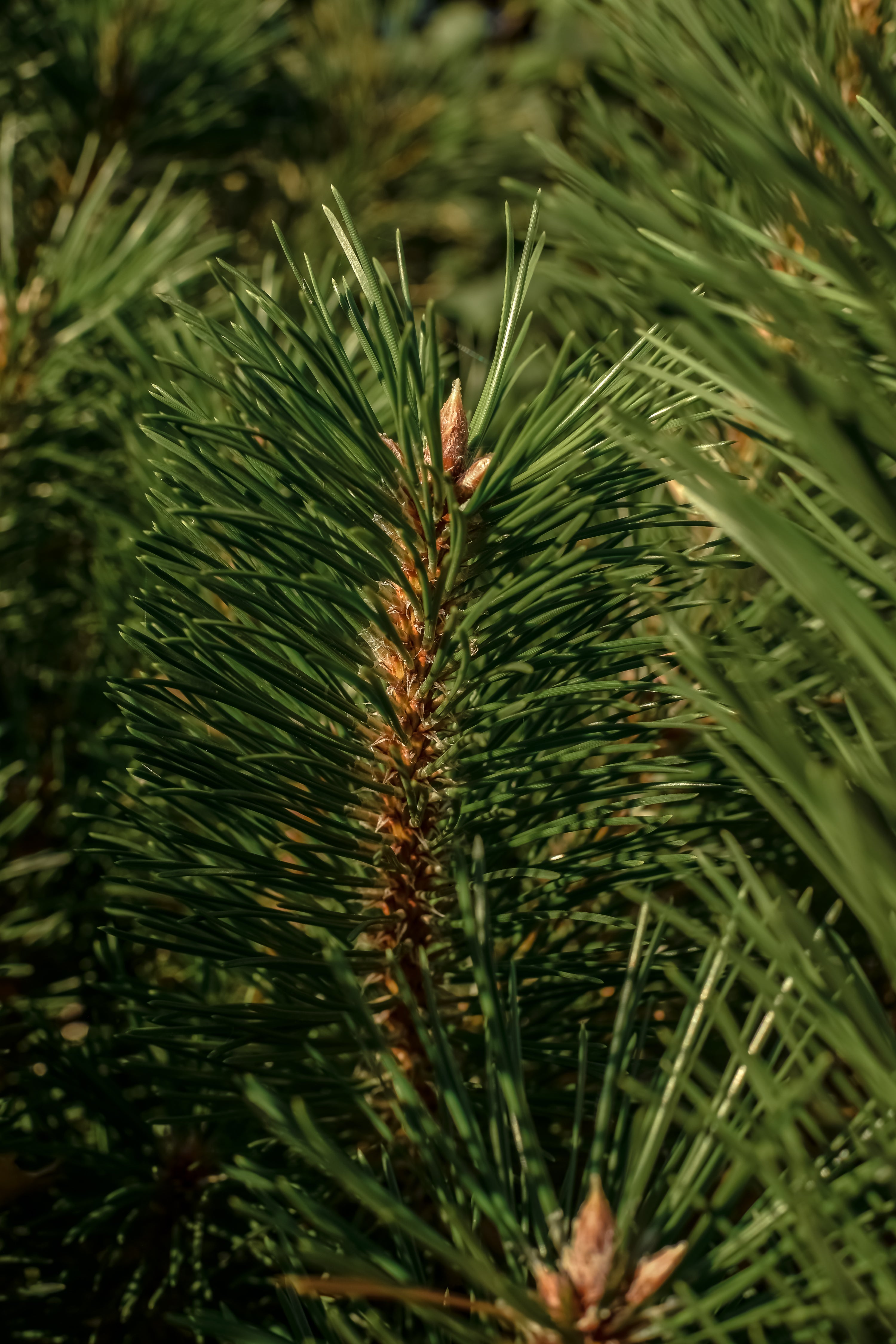 The Smell of Tree - Scent in Control