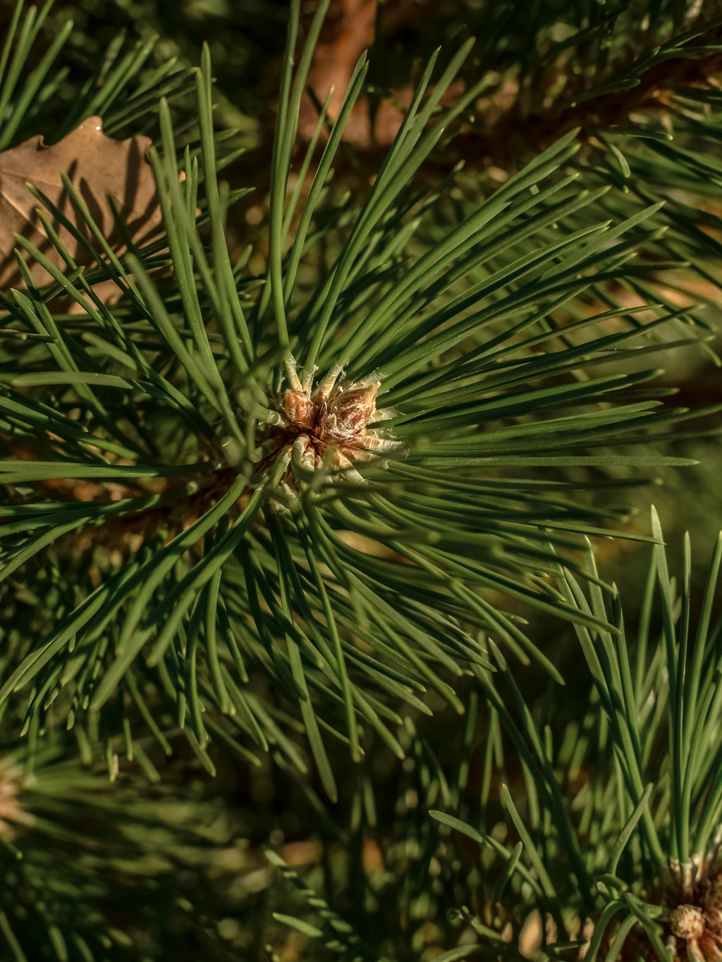 Sea Pines - A Scented Little Moment