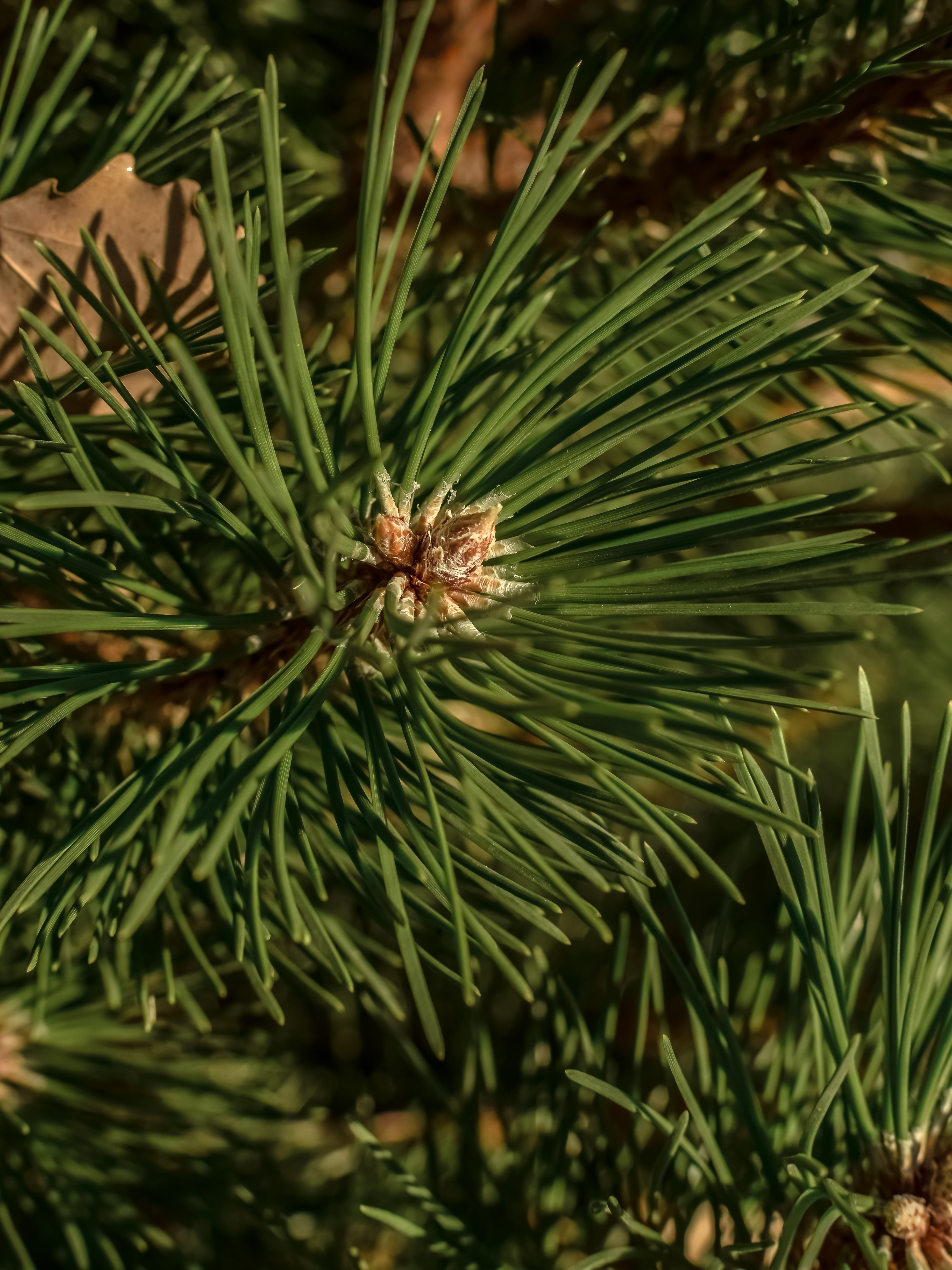 Sea Pines - A Scented Little Moment