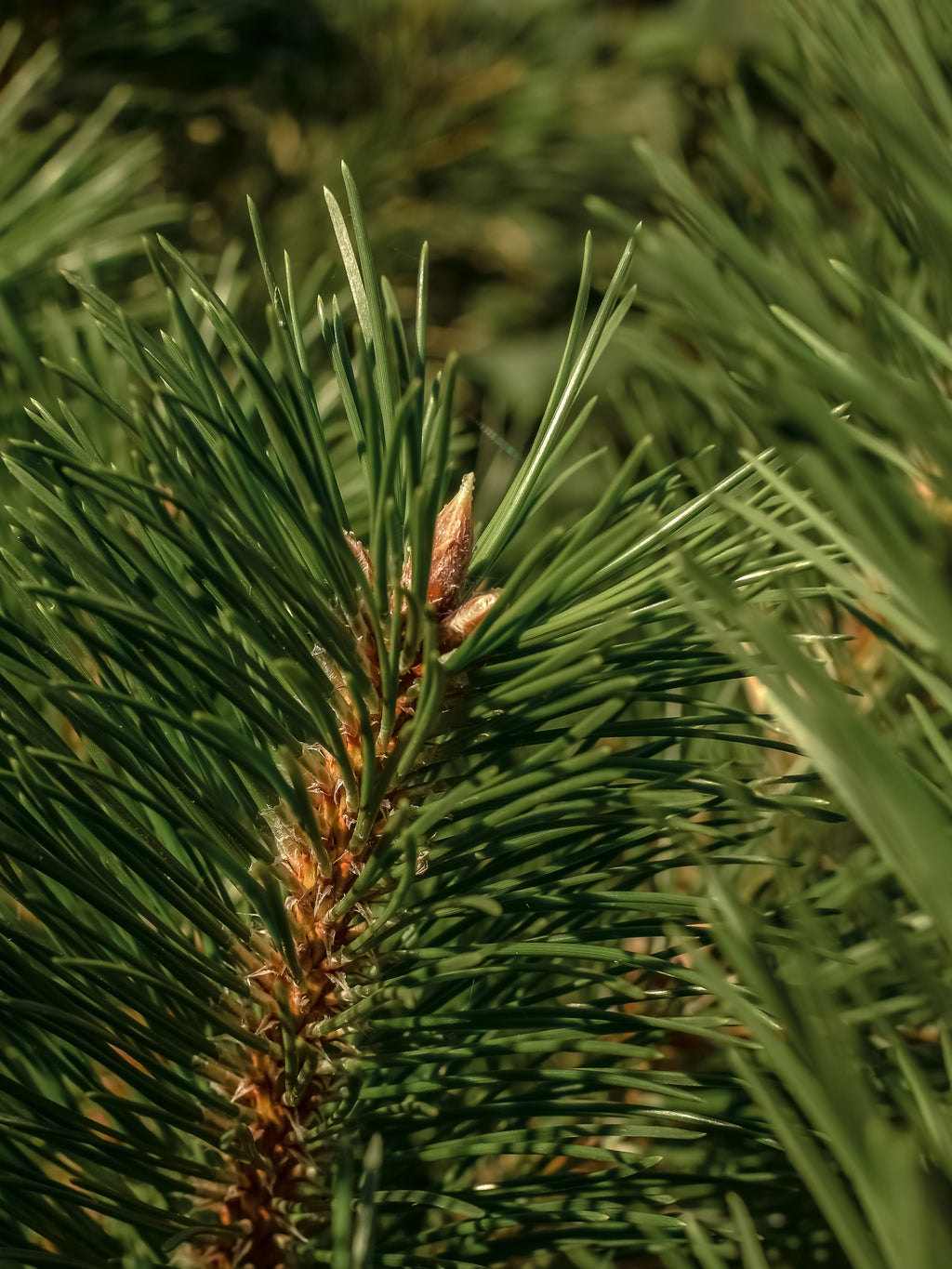 Frasier Fir - Freshen the Mood
