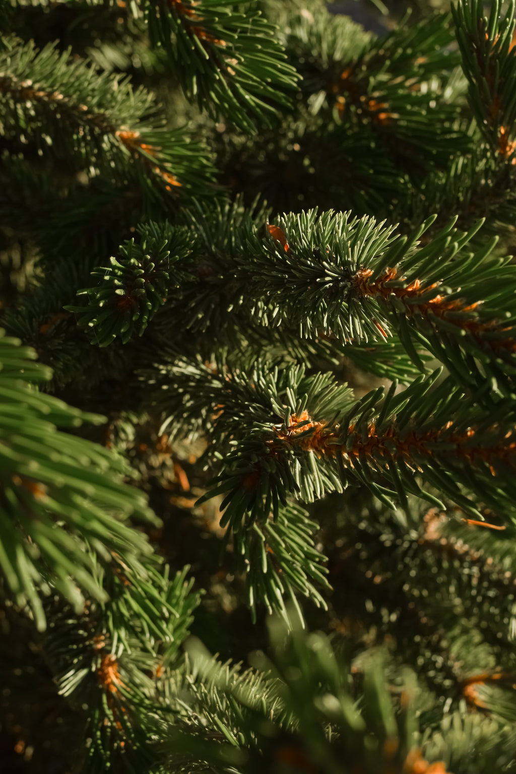 Fallen Fir - Soft Fragrance Daily