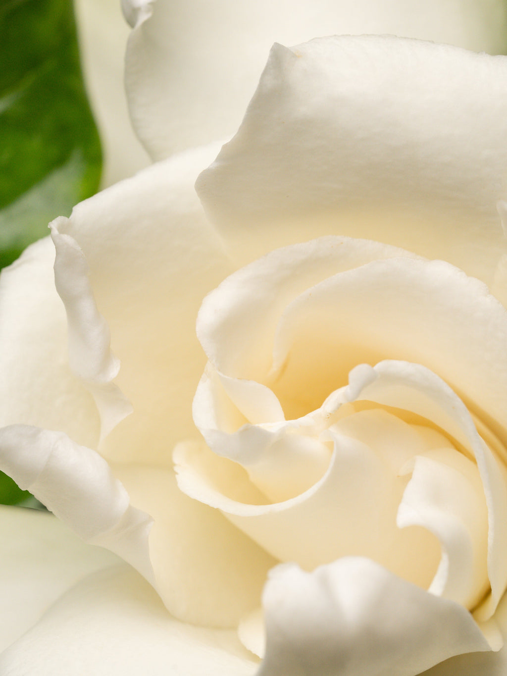 Night Gardenia - Home Fragrance Upgrade