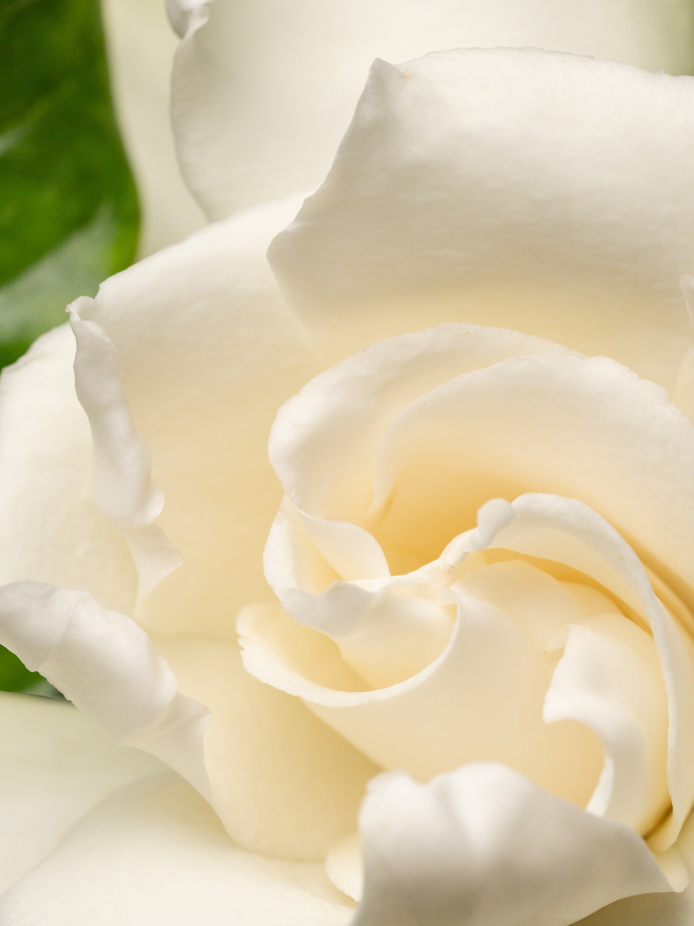 Night Gardenia - Home Fragrance Upgrade