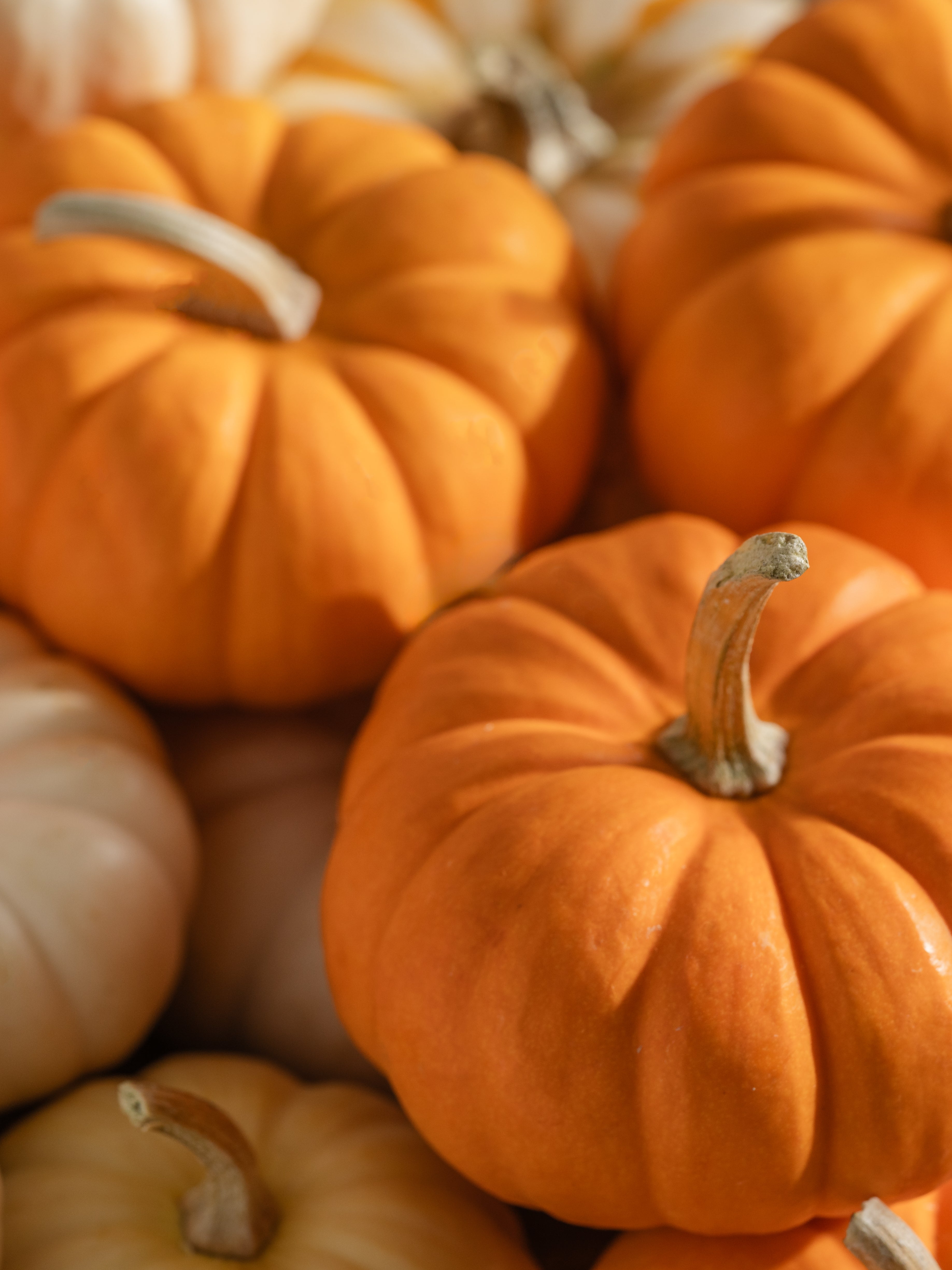 Pumpkin Laurel - Pura Makes It Yours