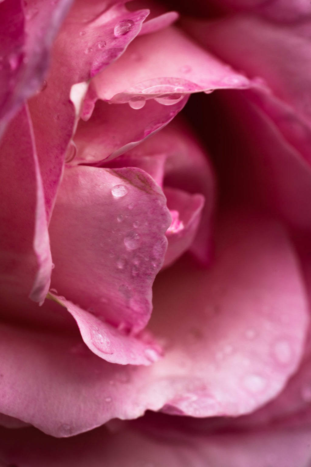 Rose Noir & Oud - Smart Home Fragrance