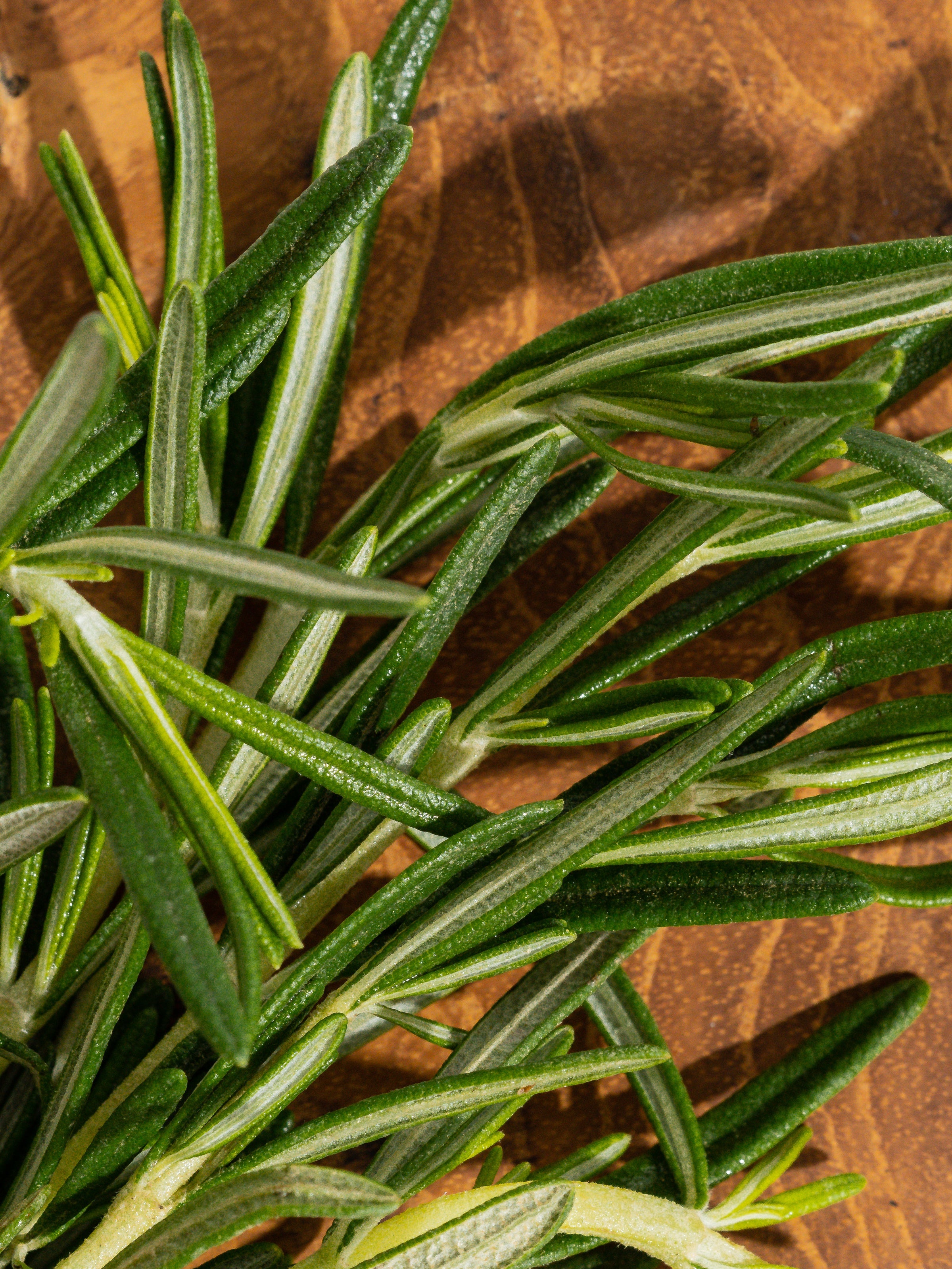 Rosemary Eucalyptus - A Fresh Little Moment