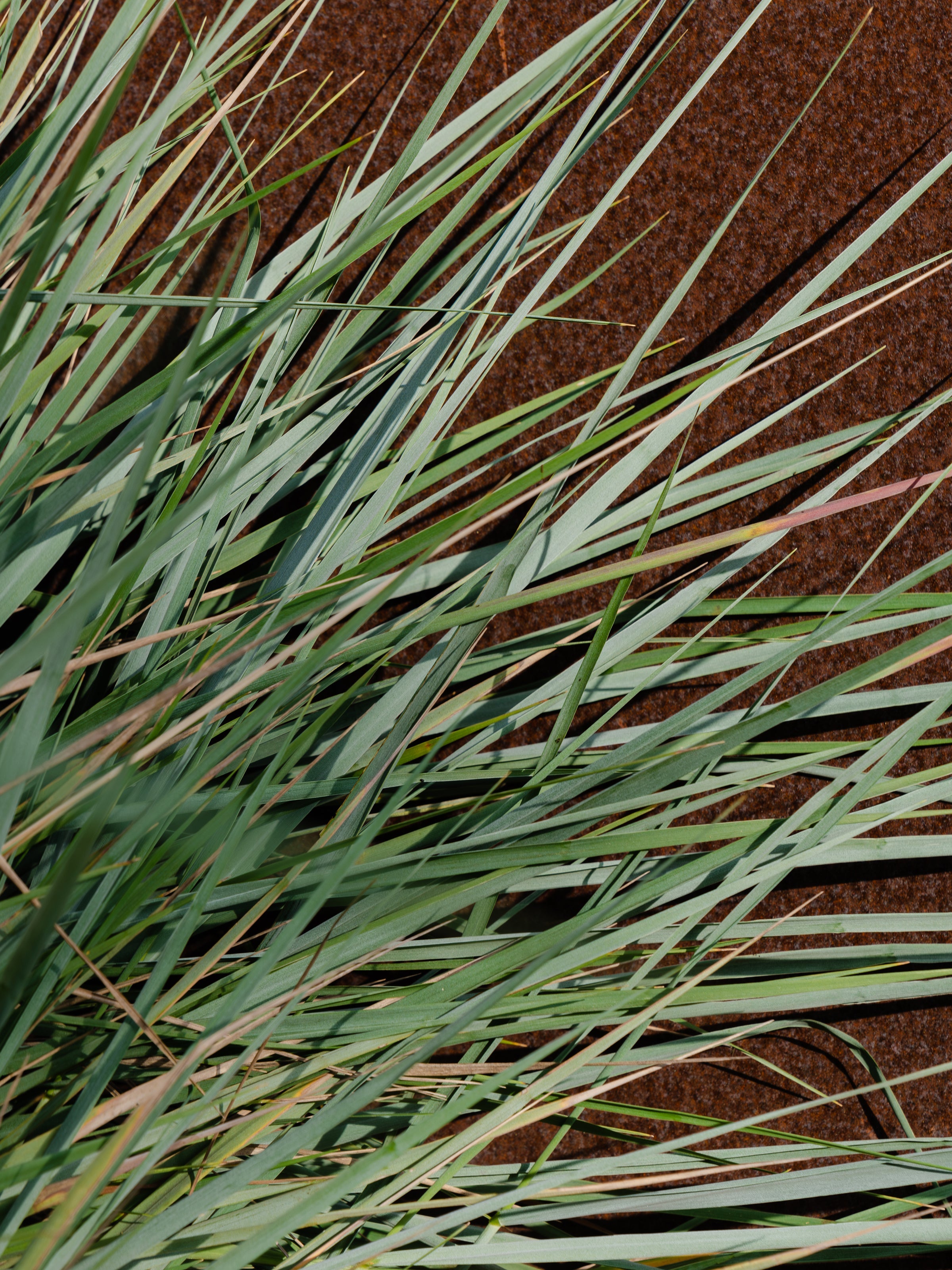 White Vetiver - Pura Makes It Fresh
