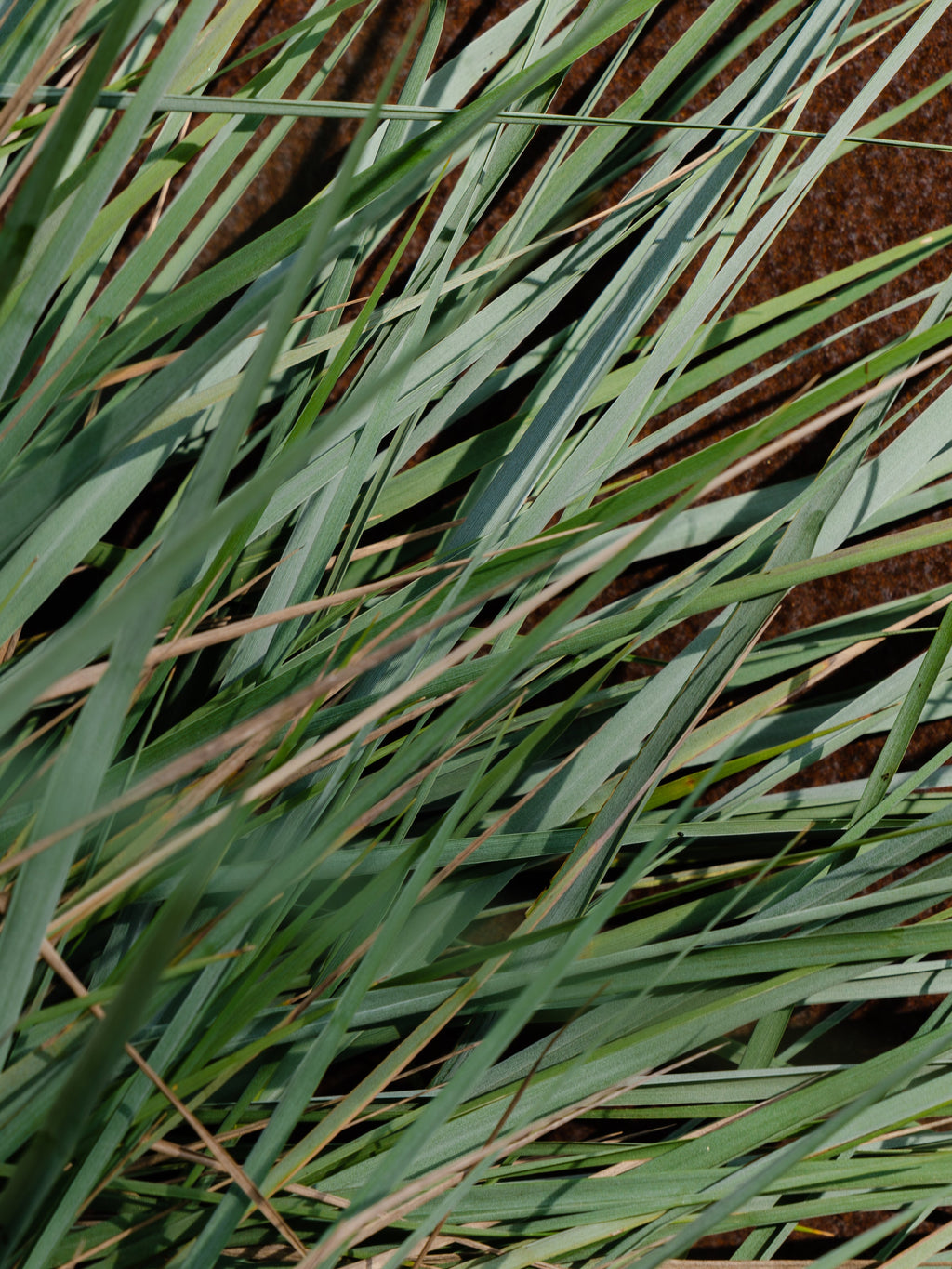 White Vetiver - Smart Home Fragrance