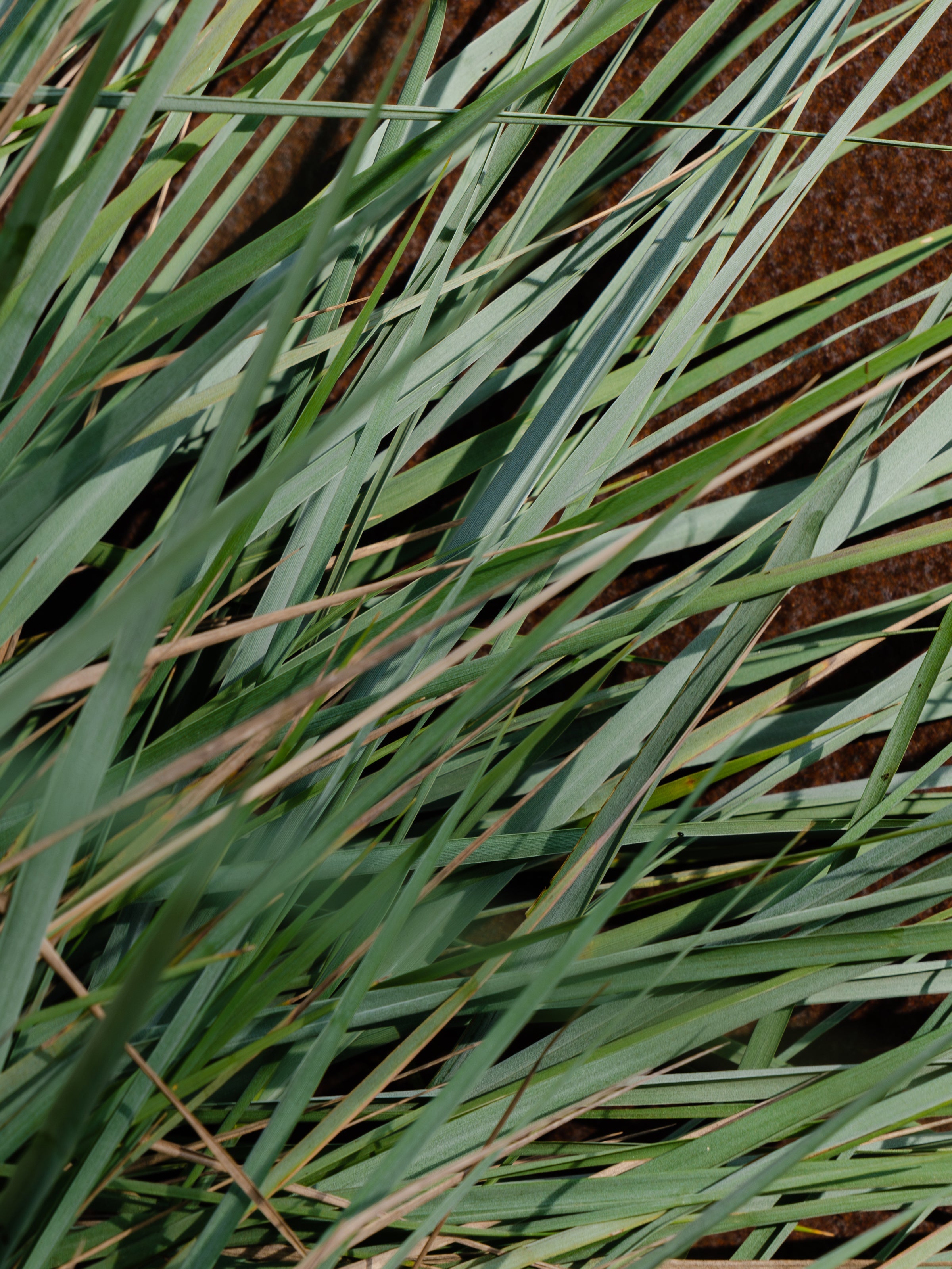 White Vetiver - Smart Home Fragrance