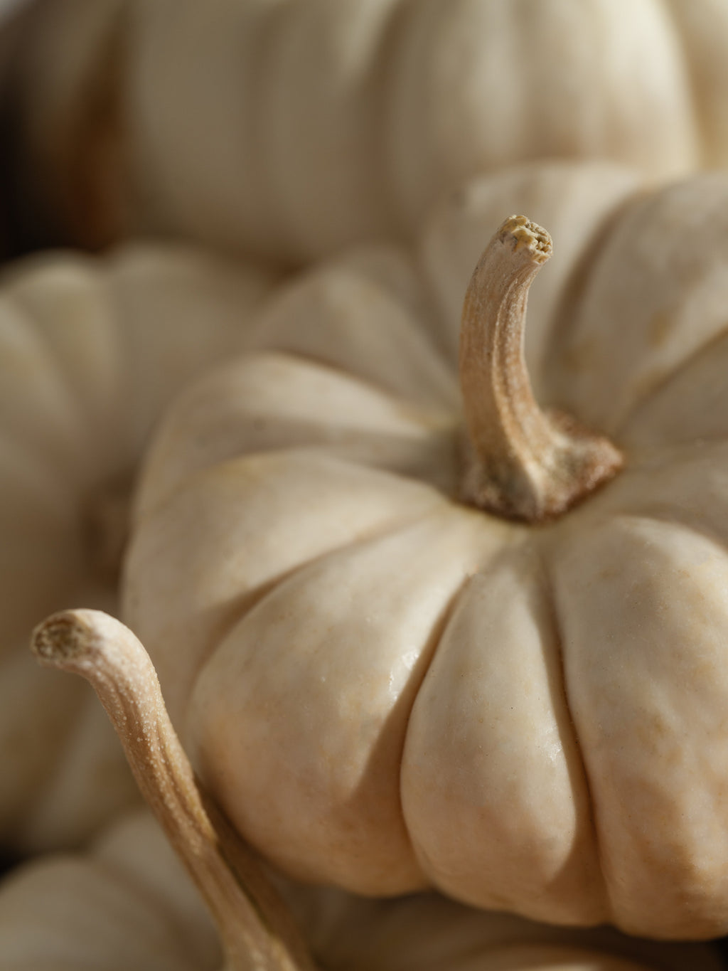 White Birch & Pumpkin - Enjoy Your Space